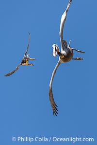 Peregrine Falcon attacking brown pelican, Torrey Pines State Natural Reserve, Falco peregrinus, Torrey Pines State Reserve, San Diego, California