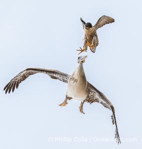 Peregrine Falcon attacking brown pelican while in flight, Falco peregrinus, Torrey Pines State Reserve, San Diego, California