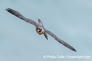 Peregrine Falcon fledgeling mid-air during flight, Falco peregrinus, Torrey Pines State Reserve, San Diego, Califoria