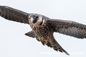Peregrine Falcon fledgeling portrait during flight, Falco peregrinus, Torrey Pines State Reserve, San Diego, Califoria