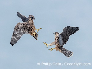 Peregrine Falcon fledgelings jousting in mid-air during flight, Falco peregrinus, Torrey Pines State Reserve, San Diego, Califoria