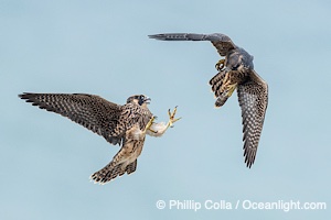 Peregrine Falcon fledgelings jousting in mid-air during flight, Falco peregrinus, Torrey Pines State Reserve, San Diego, Califoria