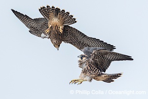 Peregrine Falcon fledgelings jousting in mid-air during flight, Falco peregrinus, Torrey Pines State Reserve, San Diego, Califoria
