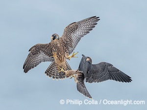 Peregrine Falcon fledgelings jousting in mid-air during flight, Falco peregrinus, Torrey Pines State Reserve, San Diego, Califoria