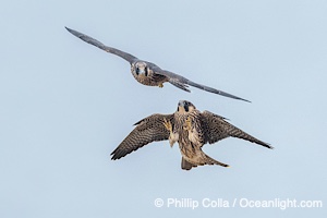 Peregrine Falcon fledgelings jousting in mid-air during flight, Falco peregrinus, Torrey Pines State Reserve, San Diego, Califoria
