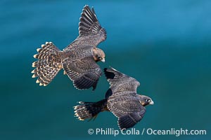 Peregrine Falcon fledglings in flight over Pacific Ocean, Torrey Pines State Natural Reserve, Falco peregrinus, Torrey Pines State Reserve, San Diego, California