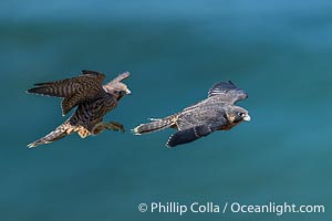 Peregrine Falcon fledglings in flight over Pacific Ocean, Torrey Pines State Natural Reserve, Falco peregrinus, Torrey Pines State Reserve, San Diego, California