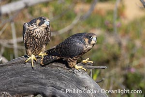 Peregrine Falcon fledglings on perch, female on left, male on right, Torrey Pines State Natural Reserve, Falco peregrinus, Torrey Pines State Reserve, San Diego, California