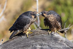 Peregrine Falcon fledglings on perch, female on left, male on right, Torrey Pines State Natural Reserve, Falco peregrinus, Torrey Pines State Reserve, San Diego, California