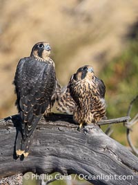 Peregrine Falcon fledglings on perch, female on left, male on right, Torrey Pines State Natural Reserve, Falco peregrinus, Torrey Pines State Reserve, San Diego, California