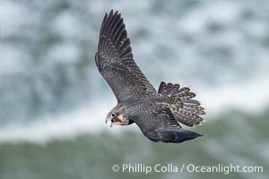 Peregrine Falcon in flight over Pacific Ocean, Torrey Pines State Natural Reserve, Falco peregrinus, Torrey Pines State Reserve, San Diego, California