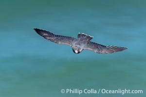 Peregrine Falcon in flight over Pacific Ocean, Torrey Pines State Natural Reserve, Falco peregrinus, Torrey Pines State Reserve, San Diego, California