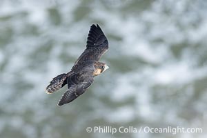 Peregrine Falcon in flight over Pacific Ocean, Torrey Pines State Natural Reserve, Falco peregrinus, Torrey Pines State Reserve, San Diego, California