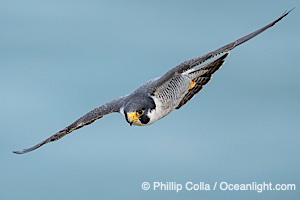 Peregrine Falcon in flight, Torrey Pines State Natural Reserve, Falco peregrinus, Torrey Pines State Reserve, San Diego, Califoria
