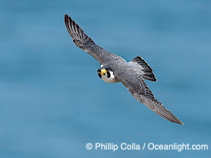 Peregrine Falcon in flight, Torrey Pines State Natural Reserve, Falco peregrinus, Torrey Pines State Reserve, San Diego, Califoria