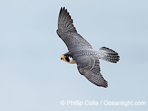 Peregrine Falcon in flight, Torrey Pines State Natural Reserve, Falco peregrinus, Torrey Pines State Reserve, San Diego, Califoria