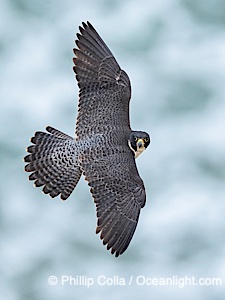 Peregrine Falcon in flight, Torrey Pines State Natural Reserve, Falco peregrinus, Torrey Pines State Reserve, San Diego, Califoria