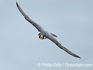 Peregrine Falcon in flight, Torrey Pines State Natural Reserve, Falco peregrinus, Torrey Pines State Reserve, San Diego, Califoria