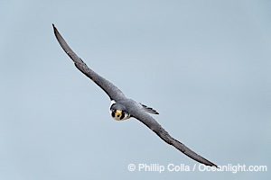 Peregrine Falcon in flight, Torrey Pines State Natural Reserve, Falco peregrinus, Torrey Pines State Reserve, San Diego, Califoria