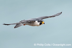 Peregrine Falcon in flight, Torrey Pines State Natural Reserve, Falco peregrinus, Torrey Pines State Reserve, San Diego, Califoria