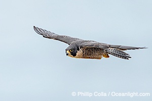 Peregrine Falcon in flight, Torrey Pines State Natural Reserve, Falco peregrinus, Torrey Pines State Reserve, San Diego, Califoria