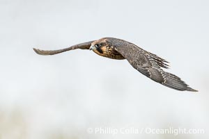 Peregrine Falcon in flight, Torrey Pines State Natural Reserve, Falco peregrinus, Torrey Pines State Reserve, San Diego, California