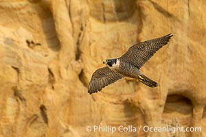 Peregrine Falcon in flight along Torrey Pines sandstone cliffs, Torrey Pines State Natural Reserve, Falco peregrinus, Torrey Pines State Reserve, San Diego, California