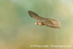 Peregrine Falcon in flight seen through tall grasses, Torrey Pines State Natural Reserve, Falco peregrinus, Torrey Pines State Reserve, San Diego, California