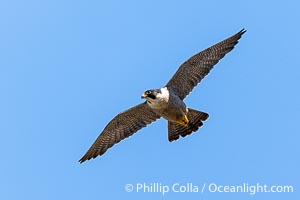 Peregrine Falcon in flight, Torrey Pines State Natural Reserve, Falco peregrinus, Torrey Pines State Reserve, San Diego, California