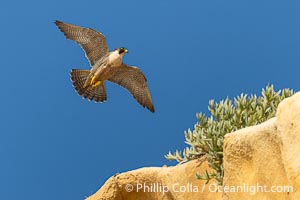 Peregrine Falcon in flight along Torrey Pines sandstone cliffs, Torrey Pines State Natural Reserve, Falco peregrinus, Torrey Pines State Reserve, San Diego, California