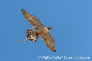 Peregrine Falcon in flight along Torrey Pines sandstone cliffs, Torrey Pines State Natural Reserve, Falco peregrinus, Torrey Pines State Reserve, San Diego, California