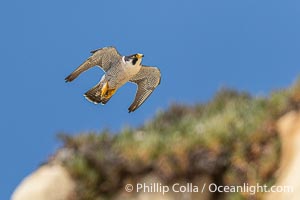 Peregrine Falcon in flight along Torrey Pines sandstone cliffs, Torrey Pines State Natural Reserve, Falco peregrinus, Torrey Pines State Reserve, San Diego, California