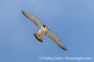 Peregrine Falcon in flight along Torrey Pines sandstone cliffs, Torrey Pines State Natural Reserve, Falco peregrinus, Torrey Pines State Reserve, San Diego, California