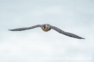 Peregrine Falcon in flight, Torrey Pines State Natural Reserve, Falco peregrinus, Torrey Pines State Reserve, San Diego, California