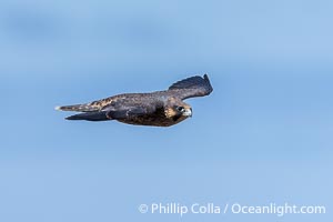 Peregrine Falcon in flight, Torrey Pines State Natural Reserve, Falco peregrinus, Torrey Pines State Reserve, San Diego, California