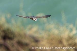 Peregrine Falcon in flight seen through tall grasses, Torrey Pines State Natural Reserve, Falco peregrinus, Torrey Pines State Reserve, San Diego, California