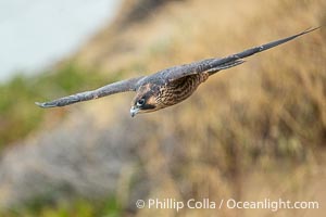 Peregrine Falcon in flight, Torrey Pines State Natural Reserve, Falco peregrinus, Torrey Pines State Reserve, San Diego, California