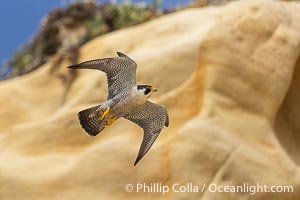 Peregrine Falcon in flight along Torrey Pines sandstone cliffs, Torrey Pines State Natural Reserve, Falco peregrinus, Torrey Pines State Reserve, San Diego, California