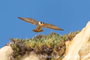 Peregrine Falcon in flight along Torrey Pines sandstone cliffs, Torrey Pines State Natural Reserve, Falco peregrinus, Torrey Pines State Reserve, San Diego, California
