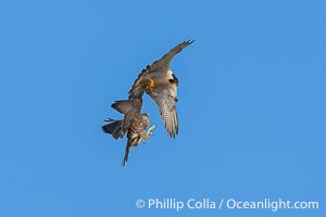 Peregrine Falcon mated pair perform midair food exchange. The male forages for prey and returns to the nest, exchanging the prey in mid air with the female who in turn will feed the young at the nest, Torrey Pines State Natural Reserve, Falco peregrinus, Torrey Pines State Reserve, San Diego, California