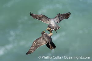 Peregrine Falcon mated pair perform midair food exchange. The male forages for prey and returns to the nest, exchanging the prey in mid air with the female who in turn will feed the young at the nest, Torrey Pines State Natural Reserve, Falco peregrinus, Torrey Pines State Reserve, San Diego, California