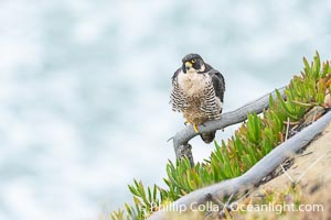 Peregrine Falcon on perch over Pacific Ocean, Torrey Pines State Natural Reserve, Falco peregrinus, Torrey Pines State Reserve, San Diego, California