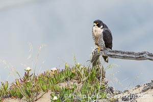 Peregrine Falcon on perch over Pacific Ocean, Torrey Pines State Natural Reserve, Falco peregrinus, Torrey Pines State Reserve, San Diego, California