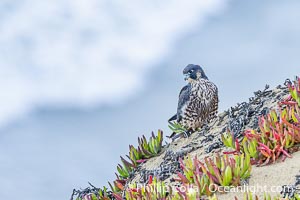 Peregrine Falcon on perch over Pacific Ocean, Torrey Pines State Natural Reserve, Falco peregrinus, Torrey Pines State Reserve, San Diego, California