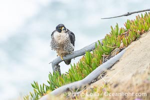 Peregrine Falcon on perch over Pacific Ocean, Torrey Pines State Natural Reserve, Falco peregrinus, Torrey Pines State Reserve, San Diego, California