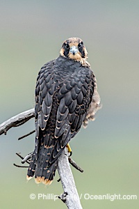 Peregrine Falcon portrait, fledgeling, Torrey Pines State Natural Reserve, Falco peregrinus, Torrey Pines State Reserve, San Diego, Califoria