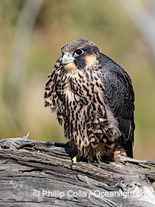 Peregrine Falcon portrait, fledgeling, Torrey Pines State Natural Reserve, Falco peregrinus, Torrey Pines State Reserve, San Diego, Califoria