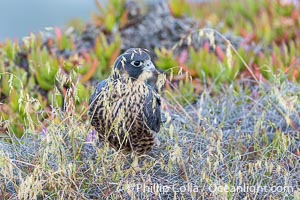 Peregrine Falcon, Torrey Pines State Natural Reserve, Falco peregrinus, Torrey Pines State Reserve, San Diego, California