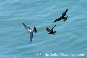 Peregrine Falcon, Torrey Pines State Natural Reserve, Falco peregrinus, Torrey Pines State Reserve, San Diego, California