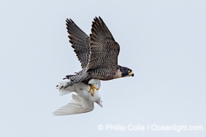 Peregrine Falcon with prey in flight, Torrey Pines State Natural Reserve. Distant subject, heavy crop, Torrey Pines State Reserve, San Diego, Califoria